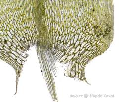 Attēlu rezultāti vaicājumam “Calliergon cordifolium”