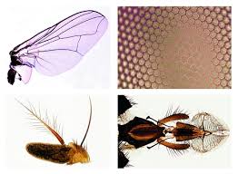 Attēlu rezultāti vaicājumam “Musca domestica”