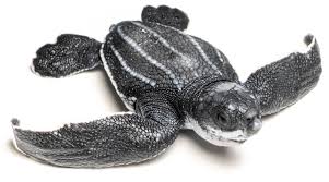 Image result for Dermochelys coriacea