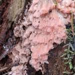 Attēlu rezultāti vaicājumam “Rhodonia placenta”