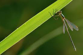 Attēlu rezultāti vaicājumam “Lestes virens”