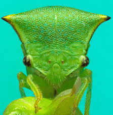 Attēlu rezultāti vaicājumam “Entomophaga grylli”