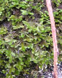 Attēlu rezultāti vaicājumam “Neckera”