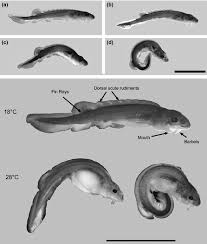 Image result for Acipenser medirostris