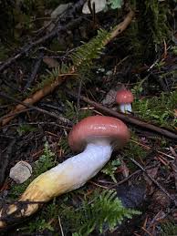 Attēlu rezultāti vaicājumam “Gomphidius roseus”