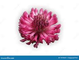 Attēlu rezultāti vaicājumam “Trifolium alpestre leaf”