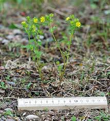 Attēlu rezultāti vaicājumam “Potentilla norvegica flower”