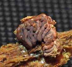 Attēlu rezultāti vaicājumam “Lycogala cf. fossiculatum”