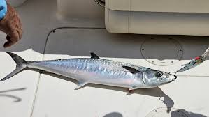 Image result for Scomberomorus cavalla