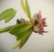 Attēlu rezultāti vaicājumam “Geocrypta galii”