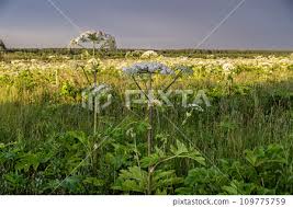 Attēlu rezultāti vaicājumam “Heracleum sosnowskyi leaf”