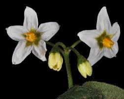 Attēlu rezultāti vaicājumam “Solanum nigrum flower”
