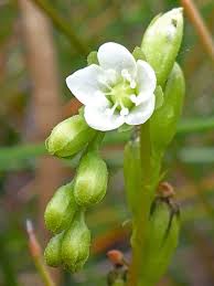 Attēlu rezultāti vaicājumam “Drosera rotundifolia flower”