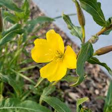 Attēlu rezultāti vaicājumam “Carex elata flower”