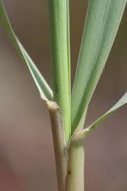 Attēlu rezultāti vaicājumam “Phleum phleoides”