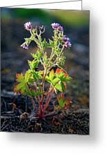 Attēlu rezultāti vaicājumam “Geranium bohemicum leaf”