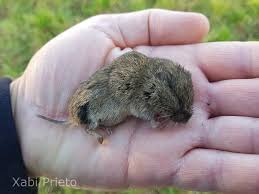 Attēlu rezultāti vaicājumam “Microtus agrestis”