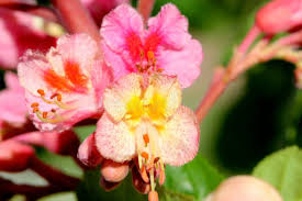 Attēlu rezultāti vaicājumam “Aesculus x hybrida flower”