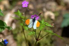 Attēlu rezultāti vaicājumam “Anthocharis cardamines”