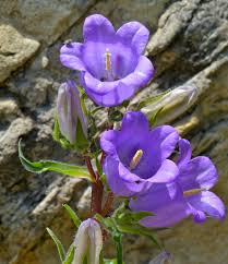 Image result for Campanula affinis
