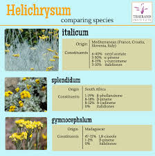 Attēlu rezultāti vaicājumam “Helichrysum arenarium bud”