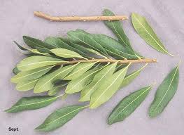 Attēlu rezultāti vaicājumam “Oenothera rubricauli leaf”