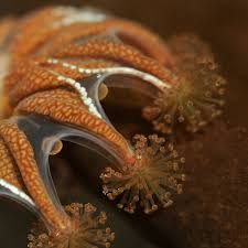 Attēlu rezultāti vaicājumam “Cribraria tenella stalked”