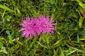 Attēlu rezultāti vaicājumam “Cirsium acaule flower”