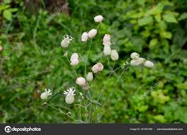 Attēlu rezultāti vaicājumam “Silene vulgaris bud”
