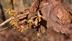 Attēlu rezultāti vaicājumam “Hamamelis vernalis leaf”