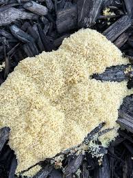 Attēlu rezultāti vaicājumam “Symphytocarpus flaccidus plasmodium”