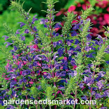 Image result for Dracocephalum moldavicum