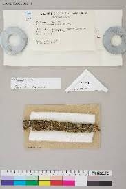 Attēlu rezultāti vaicājumam “Calicium viride”