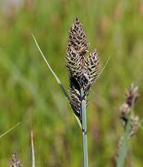 Attēlu rezultāti vaicājumam “Carex buxbaumii”