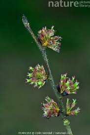 Attēlu rezultāti vaicājumam “Ulmus glabra flower”