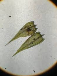 Attēlu rezultāti vaicājumam “Sciuro-hypnum populeum”