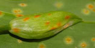 Attēlu rezultāti vaicājumam “Puccinia sessilis”