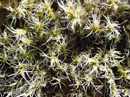 Attēlu rezultāti vaicājumam “Racomitrium heterostichum”