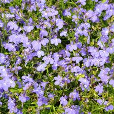 Attēlu rezultāti vaicājumam “Lobelia erinus flower”