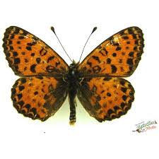 Attēlu rezultāti vaicājumam “Melitaea didyma male”