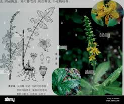 Attēlu rezultāti vaicājumam “Agrimonia pilosa leaf”