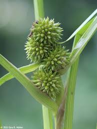 Attēlu rezultāti vaicājumam “Sparganium minimum fruit”