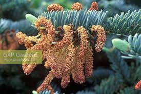 Attēlu rezultāti vaicājumam “Picea abies male flower”