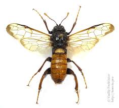 Attēlu rezultāti vaicājumam “Cimbex femoratus”