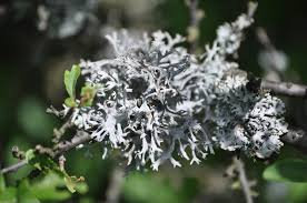 Attēlu rezultāti vaicājumam “Pseudevernia furfuracea”