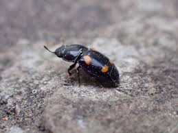 Attēlu rezultāti vaicājumam “Glischrochilus hortensis”