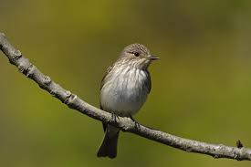 Attēlu rezultāti vaicājumam “Muscicapa striata”