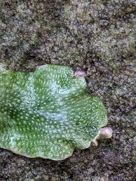 Attēlu rezultāti vaicājumam “Conocephalum salebrosum sporophyte”