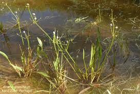 Attēlu rezultāti vaicājumam “Alisma gramineum”