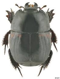 Attēlu rezultāti vaicājumam “Histeridae”